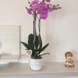 Orchidea Magenta