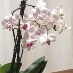 Stanza Orchidea