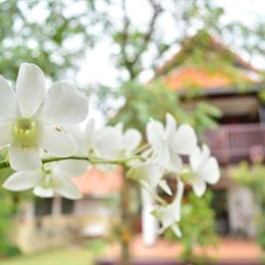 Homestay in Saraphi near Wiang Kum Kam