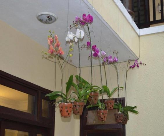 Orchids Homestay